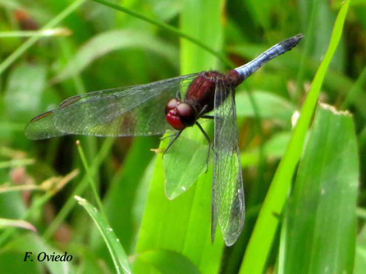 Erythrodiplax fusca (Rayadora colorada)