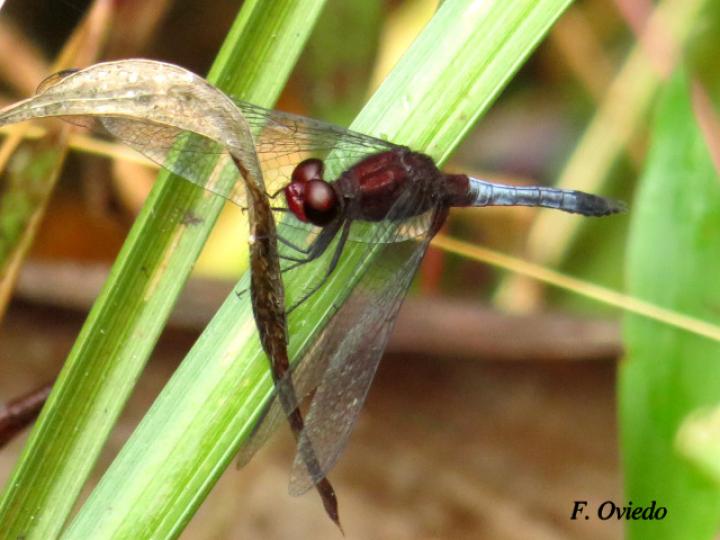 Erythrodiplax fusca (Rayadora colorada)