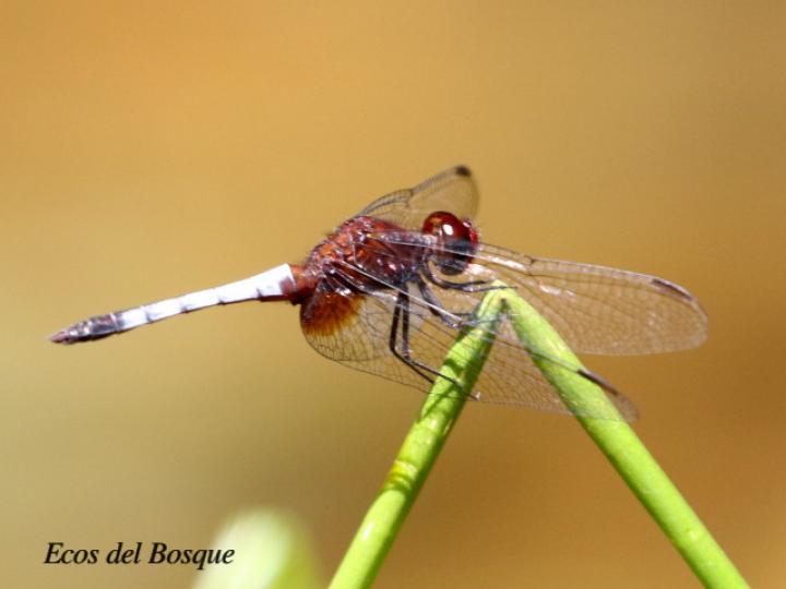 Erythrodiplax fusca (Rayadora colorada) Macho