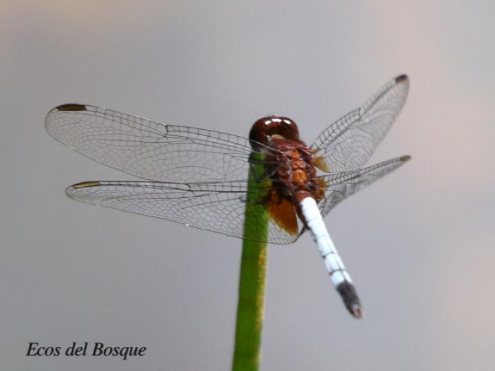 Erythrodiplax fusca (Rayadora colorada)