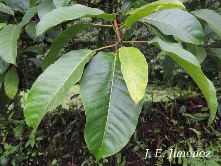 Ficus citrifolia (Higuerón)