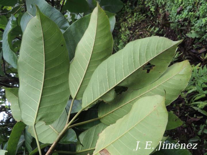 Ficus citrifolia (Higuerón)