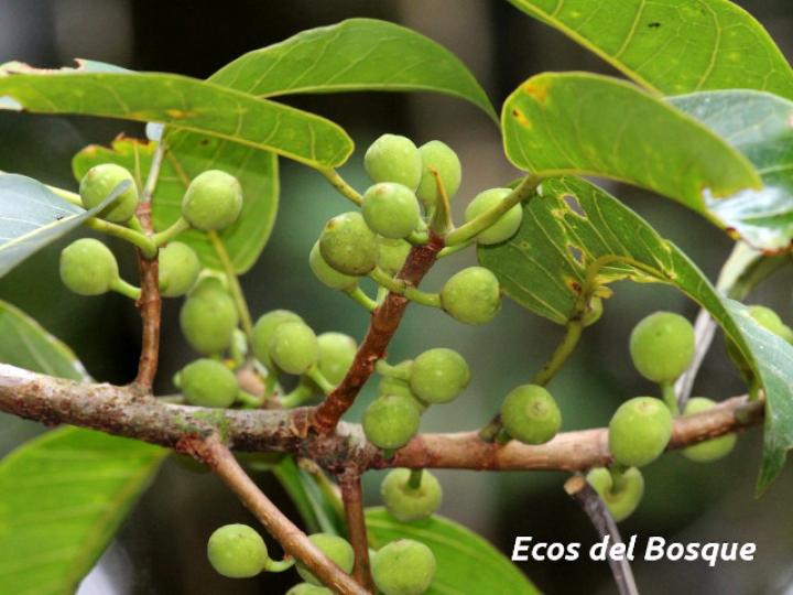 Ficus citrifolia (Higuerón)