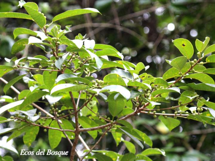 Ficus citrifolia (Higuerón)