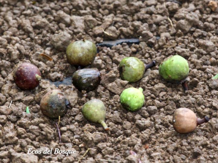 Ficus citrifolia (Higuerón)