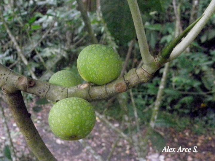 Ficus tonduzii