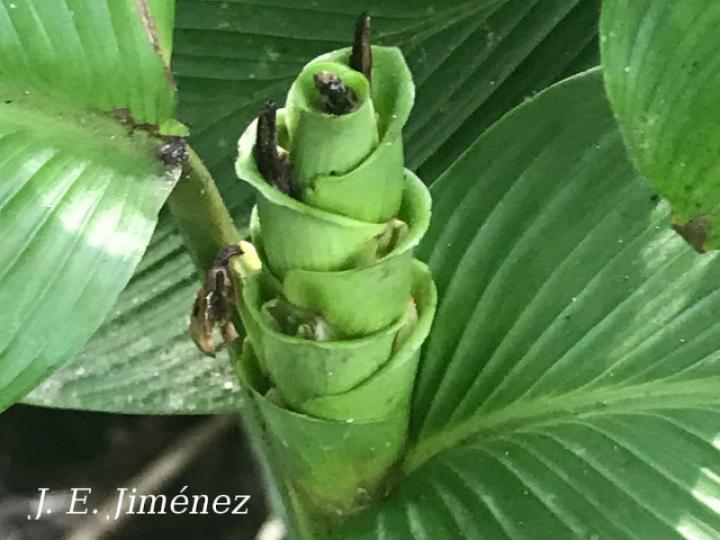 Goeppertia foliosa