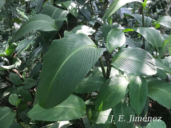 Goeppertia foliosa