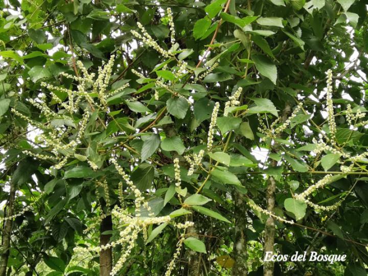 Gouania hypoglauca
