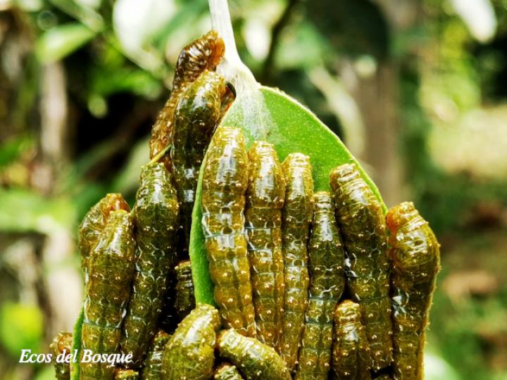 Heraclides anchisiades idaeus (Cola de golondrina manchada de rubí)