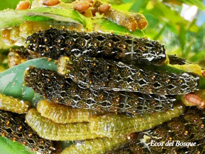 Heraclides anchisiades idaeus (Cola de golondrina manchada de rubí)
