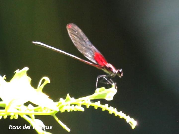 Hetaerina miniata