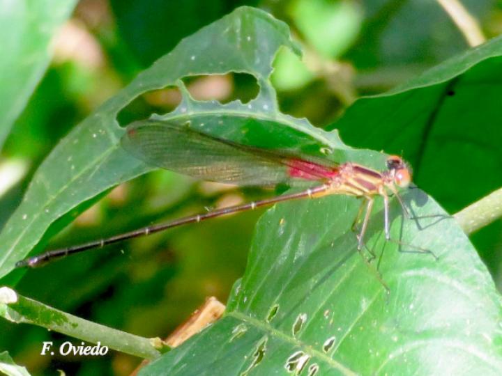 Hetaerina miniata  (macho joven) 