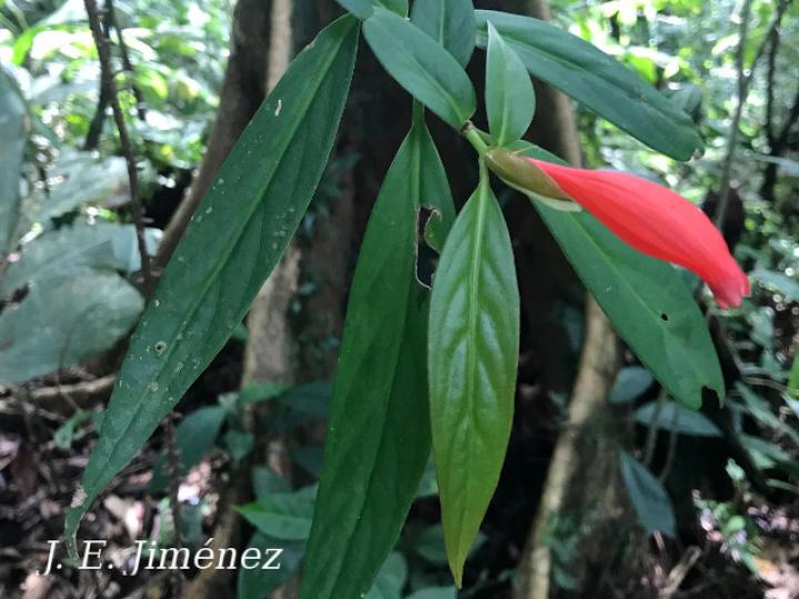 Hillia triflora (Tres flores)