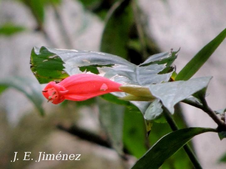 Hillia triflora (Tres flores)