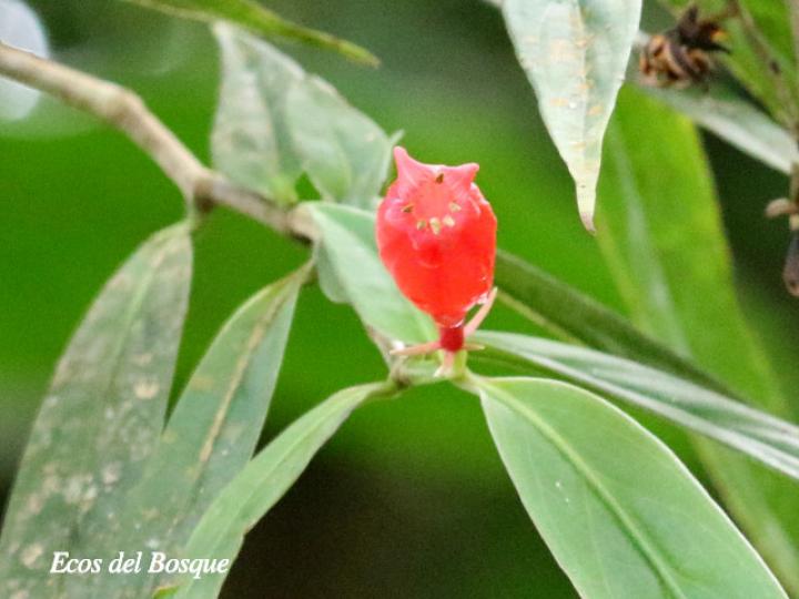 Hillia triflora (Tres flores)