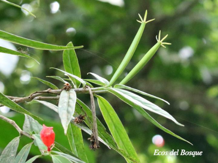 Hillia triflora (Tres flores)