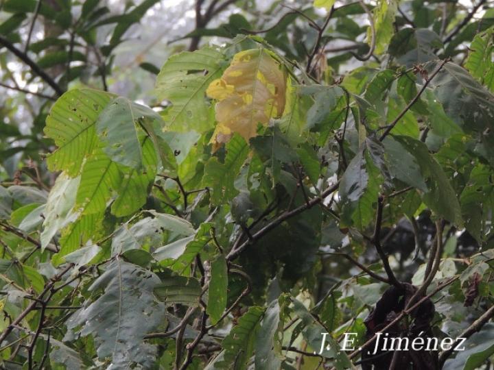 Inga oerstediana (Cuajiniquil peludo)