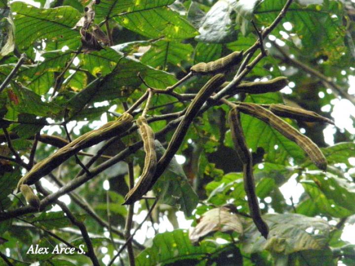 Inga oerstediana (Cuajiniquil peludo)