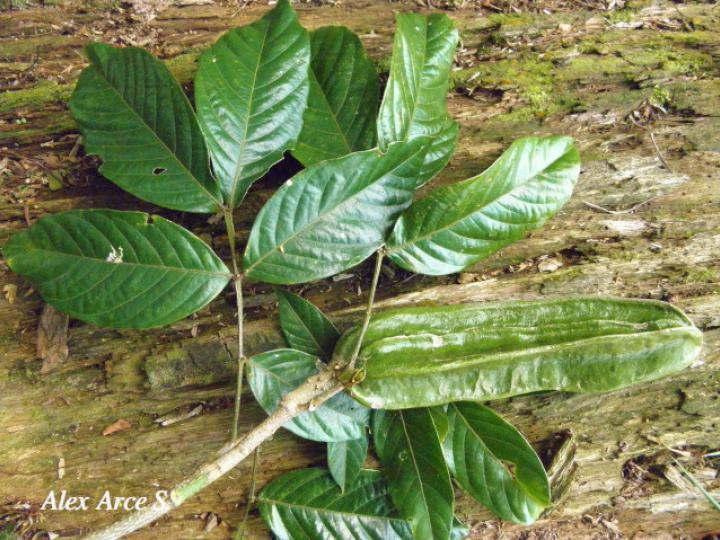 Inga sapindoides (Guabo cuadrado)