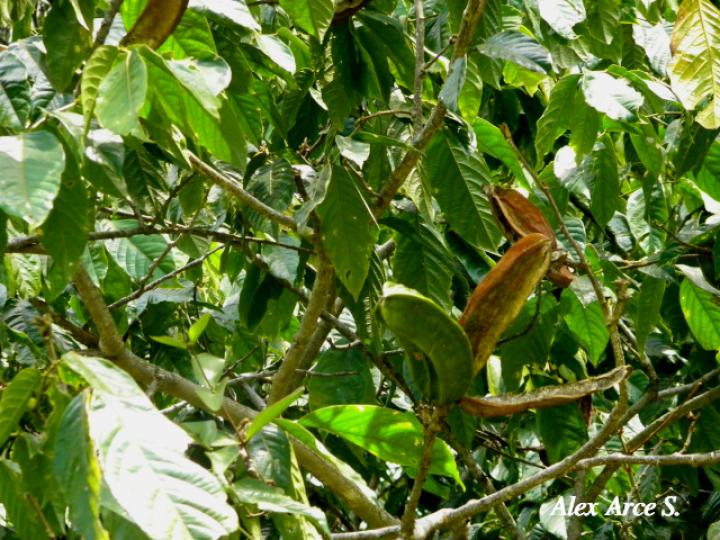Inga sapindoides (Guabo cuadrado)