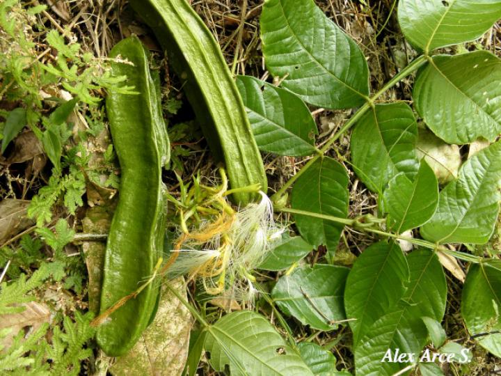 Inga sapindoides (Guabo cuadrado)