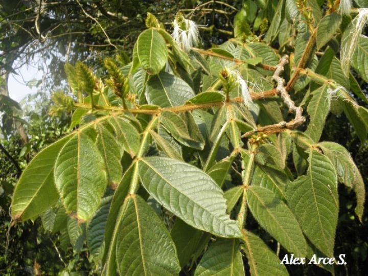 Inga tonduzii (Guaba amarilla)