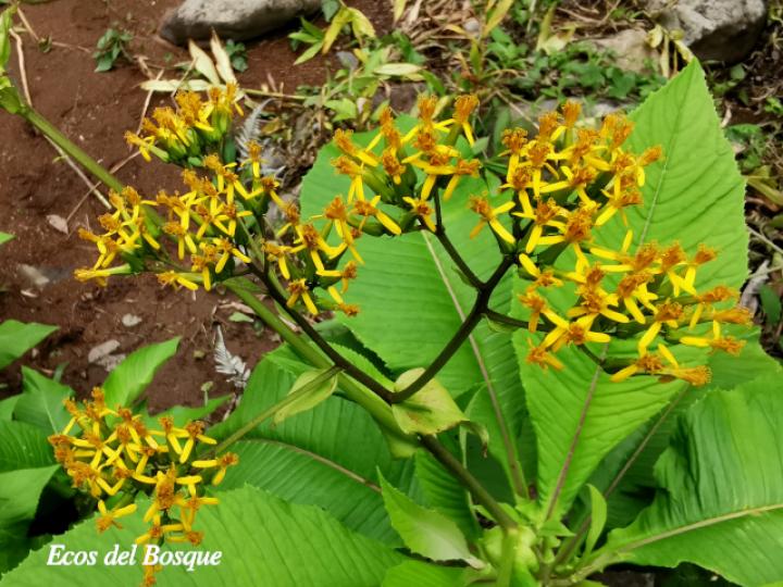 Jessea cooperi