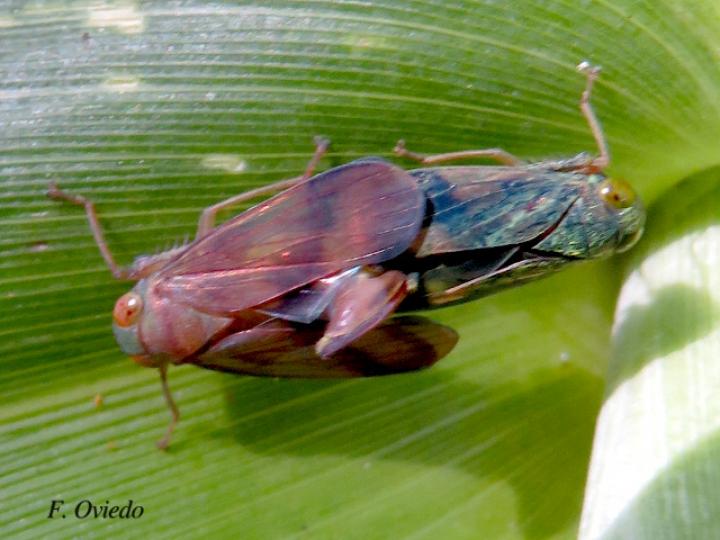 Jikradia sp (Chicharritas)