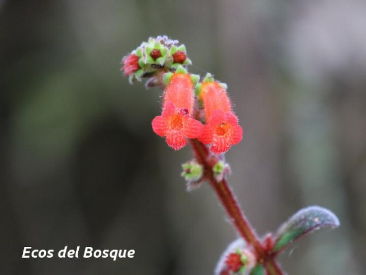 Kohleria spicata