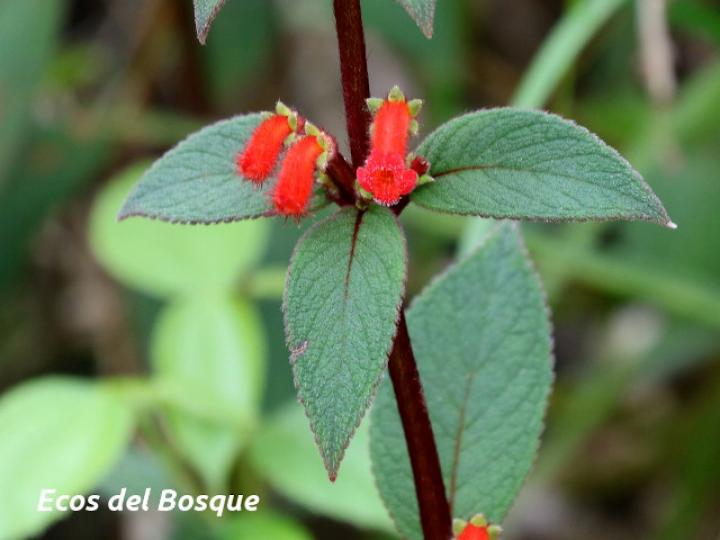 Kohleria spicata