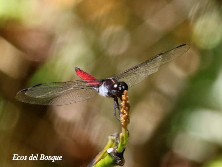 Libellula herculea ( Rayadora hercúlea)
