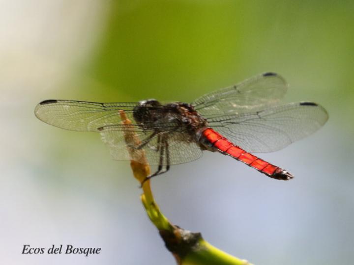 Libellula herculea ( Rayadora hercúlea)