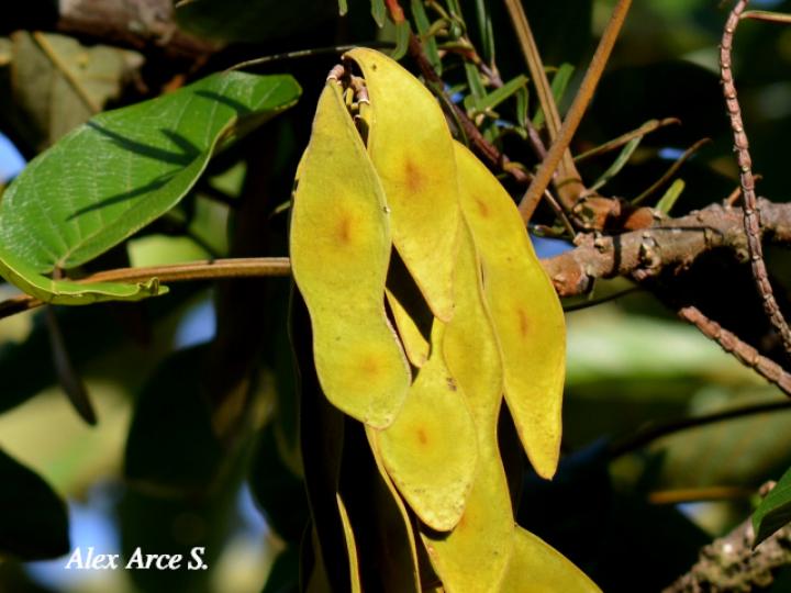 Lonchocarpus ferrugineus (Comenegro, Pava)