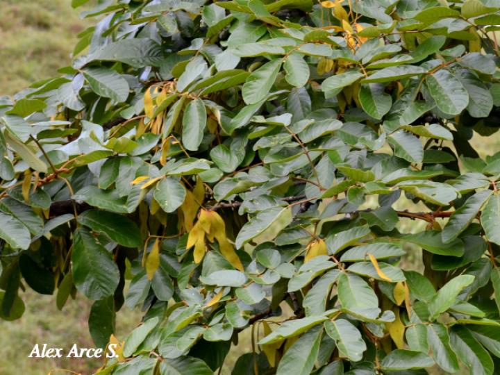 Lonchocarpus ferrugineus (Comenegro, Pava)
