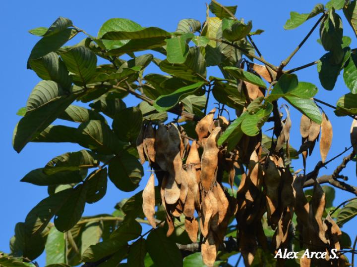 Lonchocarpus ferrugineus (Comenegro, Pava)