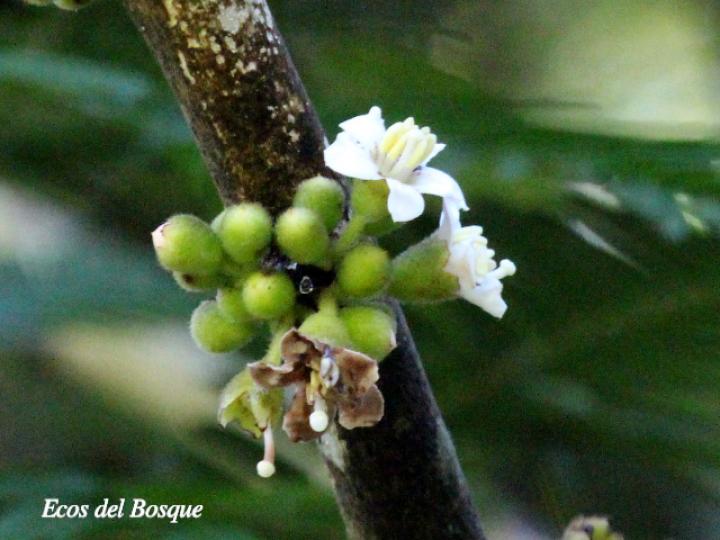 Loreya mespiloides
