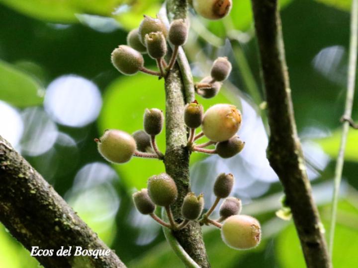 Loreya mespiloides