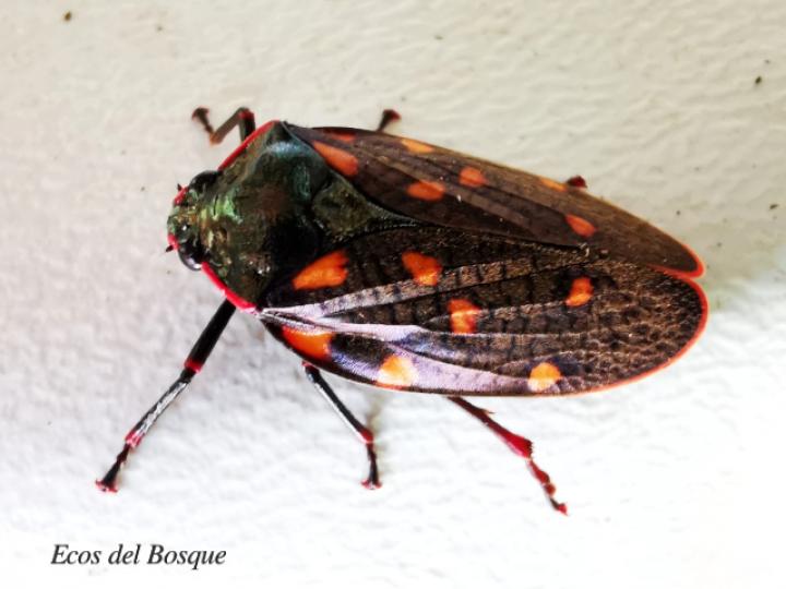 Mahanarva costaricensis (Salivazo)