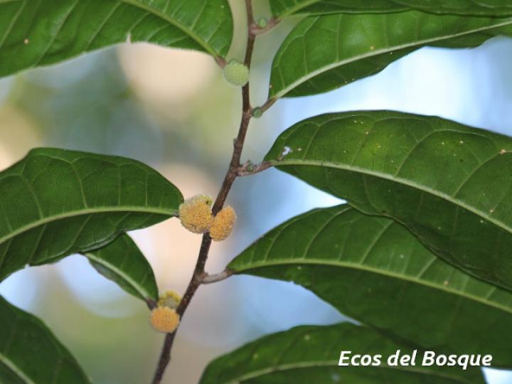 Maquira guianensis (Manglillo)