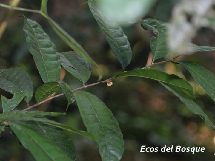 Maquira guianensis (Manglillo)