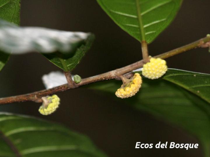 Maquira guianensis (Manglillo)