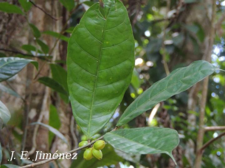 Maquira guianensis (Manglillo)