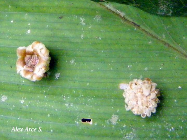 Maquira guianensis (Manglillo)