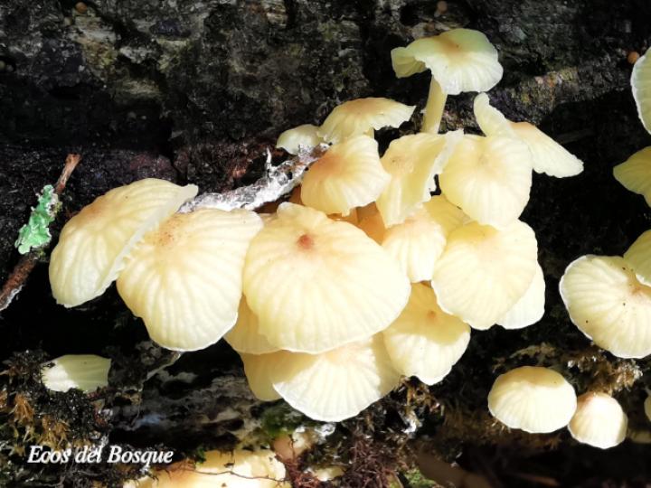 Marasmiellus volvatus