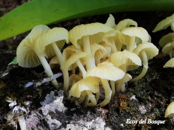 Marasmiellus volvatus