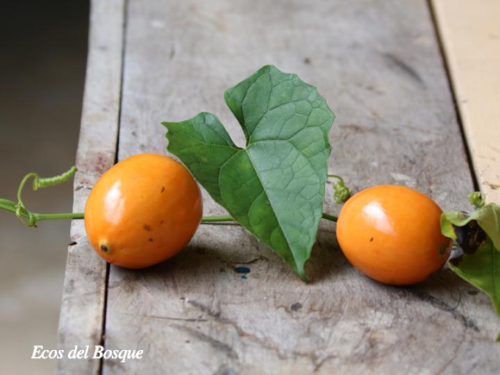 Melothria dulcis