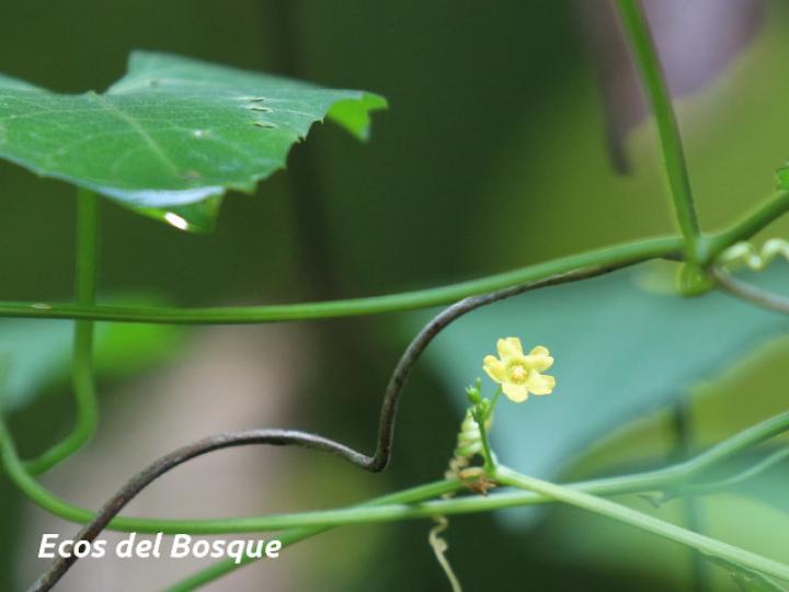 Melothria pendula (Chiverrillo)