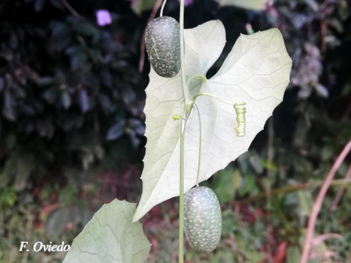 Melothria pendula (Chiverrillo)