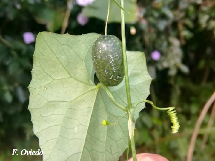Melothria pendula (Chiverrillo)